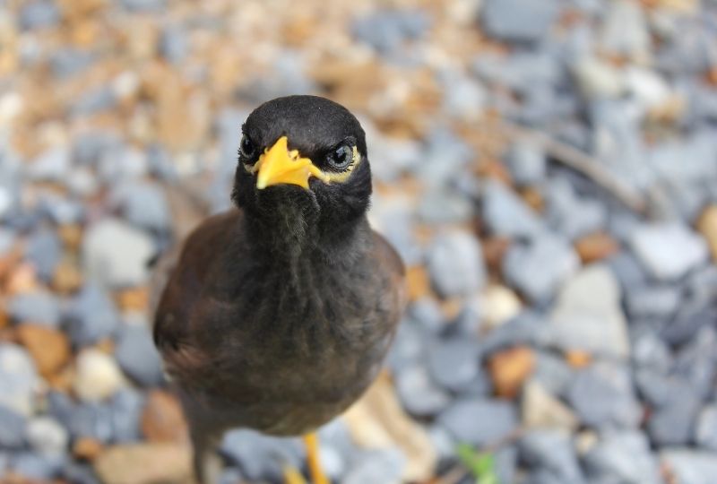 Bahrain issues new wildlife decisions, bans myna and crow trade